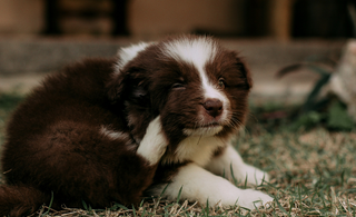 Combatiendo Pulgas y Garrapatas: Guía Práctica para Mantener a tu Mascota Protegida