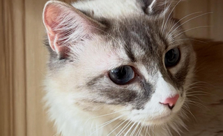 ¿Tu gato maúlla demasiado? Estas son las razones más comunes