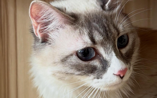 ¿Tu gato maúlla demasiado? Estas son las razones más comunes