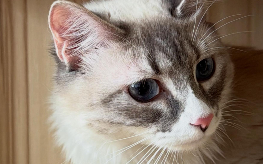 ¿Tu gato maúlla demasiado? Estas son las razones más comunes