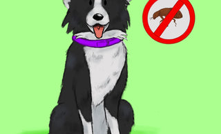 Combatiendo Pulgas y Garrapatas: Guía Práctica para Mantener a tu Mascota Protegida