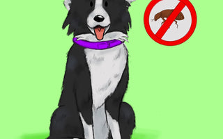 Combatiendo Pulgas y Garrapatas: Guía Práctica para Mantener a tu Mascota Protegida