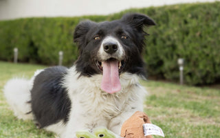 Aliviar el Estrés Canino: ¡Descubre el Poder de los Juguetes Interactivos y Tapetes Olfativos!