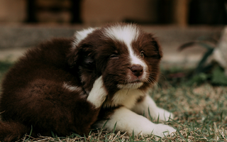 Combatiendo Pulgas y Garrapatas: Guía Práctica para Mantener a tu Mascota Protegida