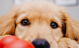 Aliviar el Estrés Canino: ¡Descubre el Poder de los Juguetes Interactivos y Tapetes Olfativos!