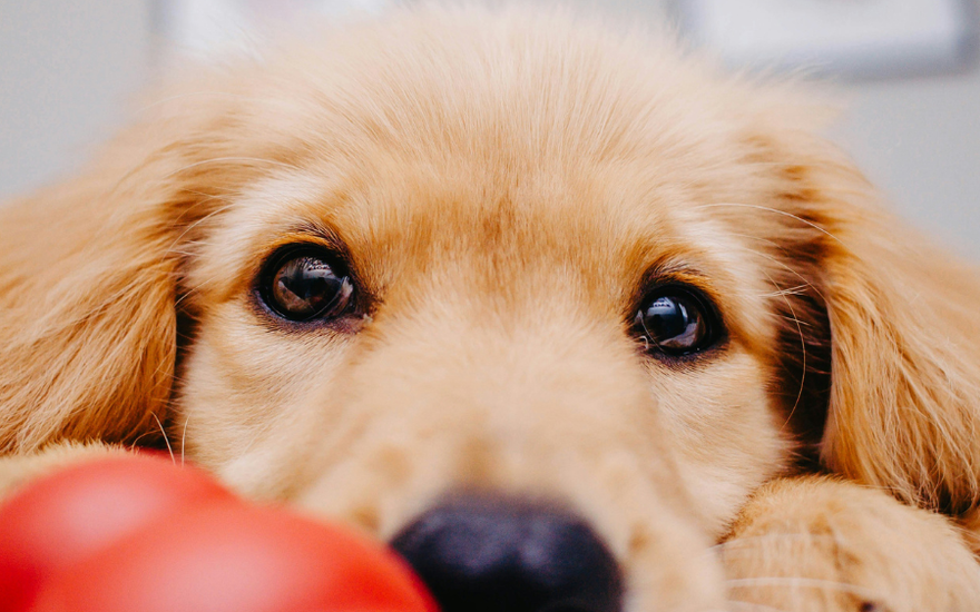 Aliviar el Estrés Canino: ¡Descubre el Poder de los Juguetes Interactivos y Tapetes Olfativos!