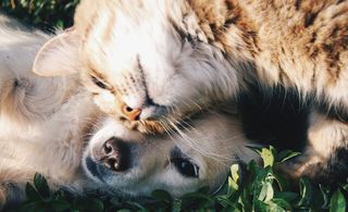 Consejos para una Convivencia Saludable y Armoniosa con tus Mascotas