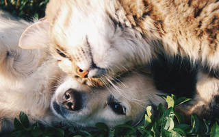 Consejos para una Convivencia Saludable y Armoniosa con tus Mascotas