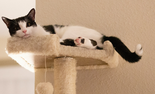 Las primeras huellas: La magia detrás de un rascador para gatitos