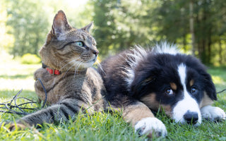 Consejos para una Convivencia Saludable y Armoniosa con tus Mascotas