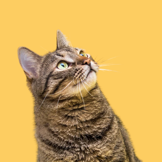 Gatos