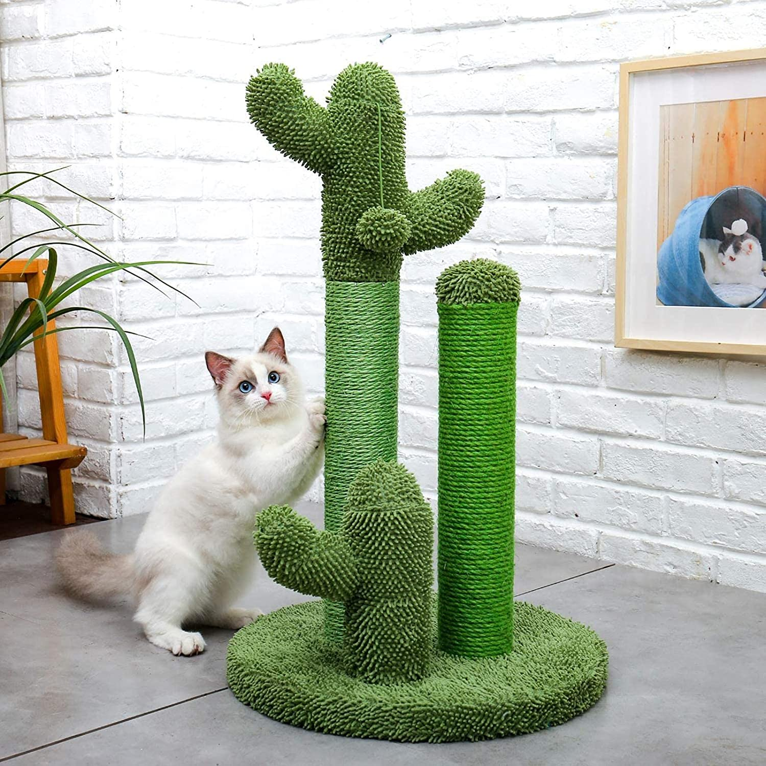 Novedades Gato
